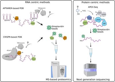 Frontiers Proximity Dependent Biotinylation Technologies For Mapping